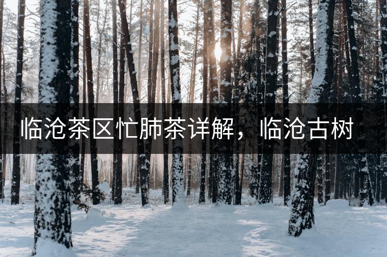 臨滄茶區(qū)忙肺茶詳解，臨滄古樹茶口感特點