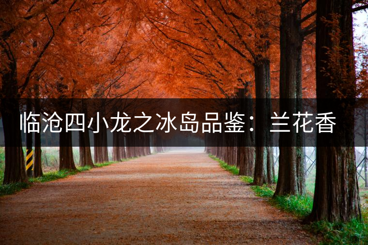 臨滄四小龍之冰島品鑒：蘭花香，冰糖甜