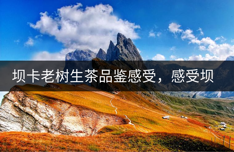 壩卡老樹生茶品鑒感受，感受壩卡茶的魅力