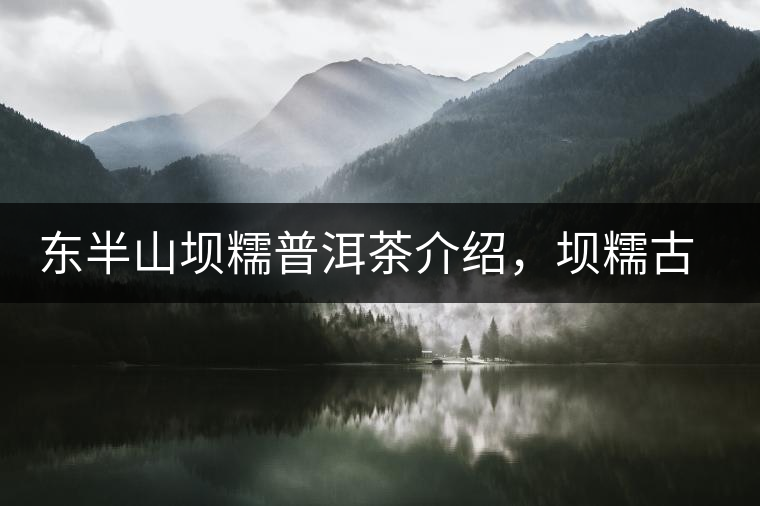 東半山壩糯普洱茶介紹，壩糯古樹茶口感特點(diǎn)