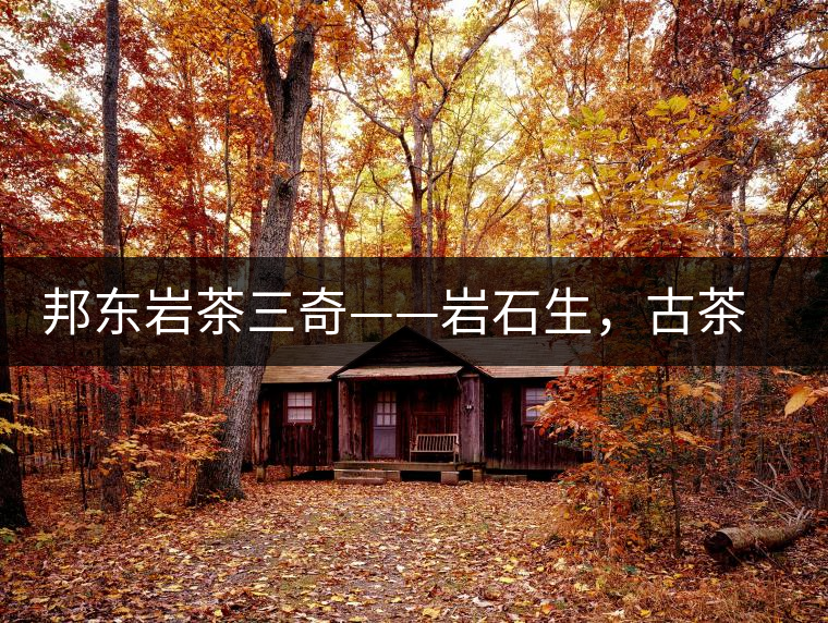 邦東巖茶三奇——巖石生，古茶韻，原野香