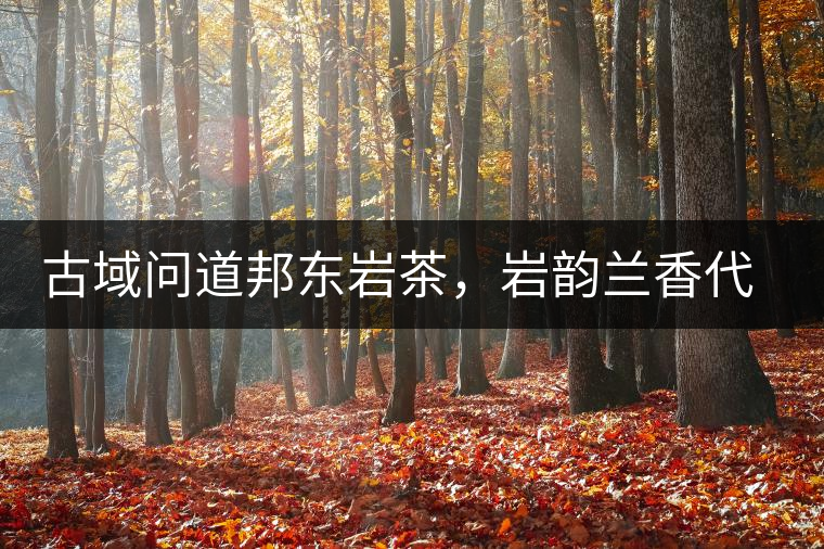 古域問道邦東巖茶，巖韻蘭香代表邦東古樹茶特點