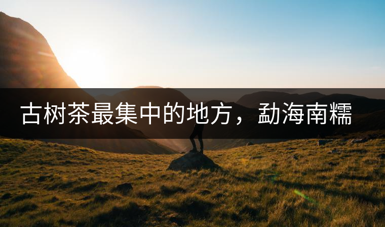 古樹茶最集中的地方，勐海南糯山古茶山介紹