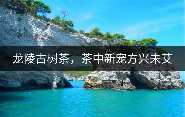 龍陵古樹茶，茶中新寵方興未艾