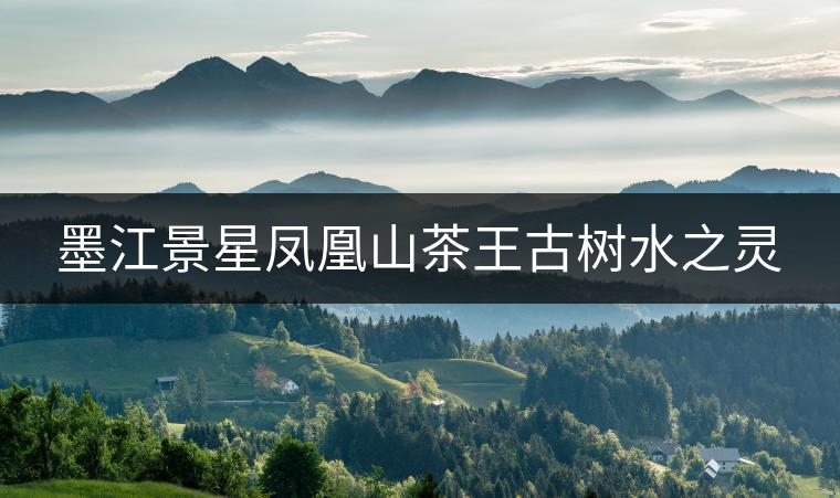 墨江景星鳳凰山茶王古樹水之靈 墨江景星鳳凰山茶王古樹水之靈