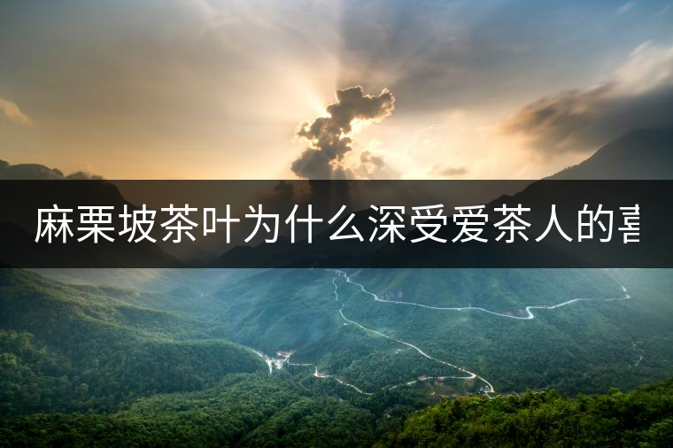 麻栗坡茶葉為什么深受愛茶人的喜愛？