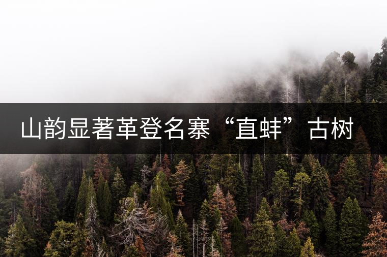 山韻顯著革登名寨“直蚌”古樹(shù)茶特點(diǎn)介紹 山韻顯著革登名寨“直蚌”古樹(shù)茶特點(diǎn)介紹