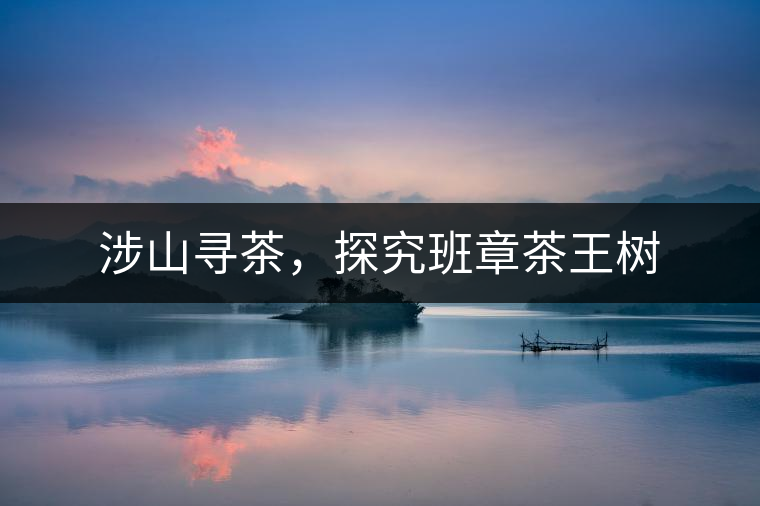 涉山尋茶，探究班章茶王樹