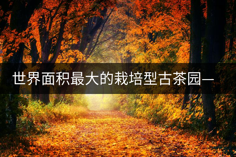 世界面積最大的栽培型古茶園——賀開(kāi)古茶園