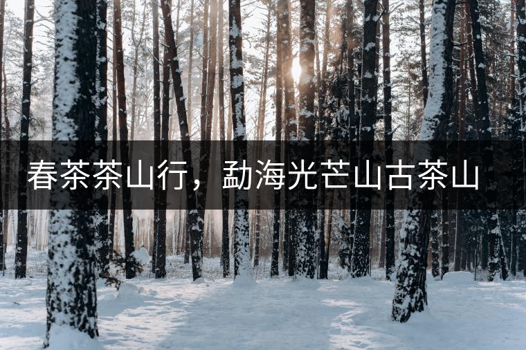 春茶茶山行，勐海光芒山古茶山你去過(guò)嗎？