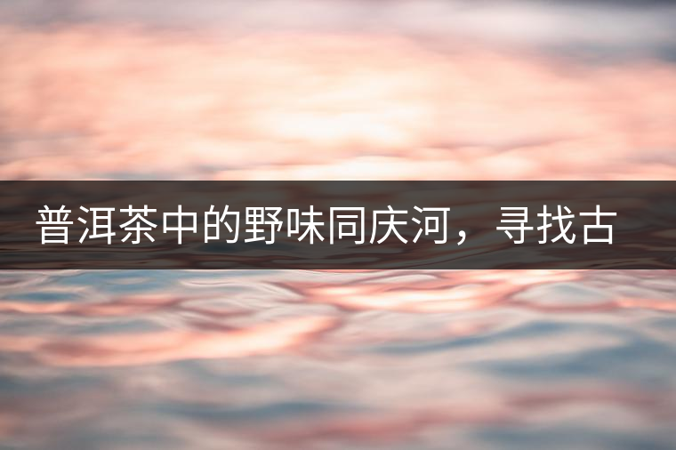 普洱茶中的野味同慶河，尋找古樹茶山新寵的蹤跡