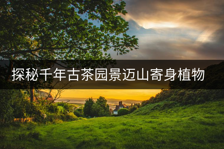 探秘千年古茶園景邁山寄身植物螃蟹腳