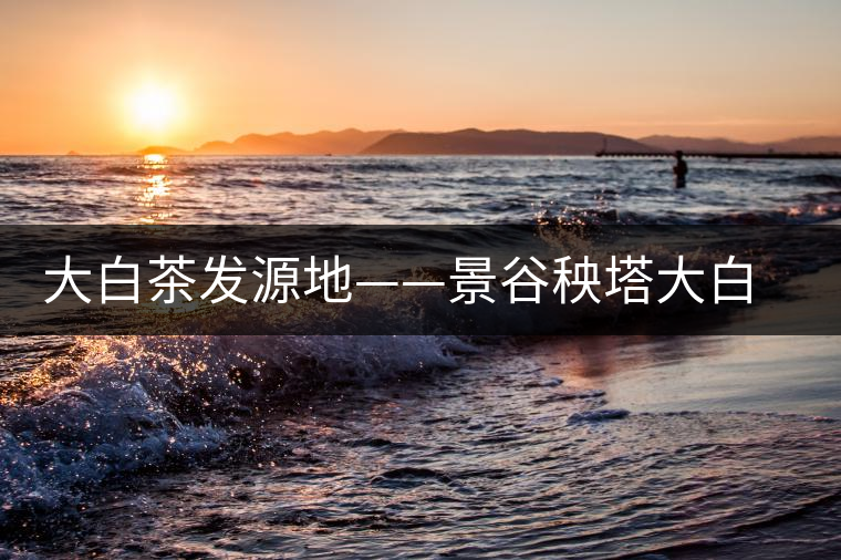 大白茶發(fā)源地——景谷秧塔大白茶特點(diǎn)介紹