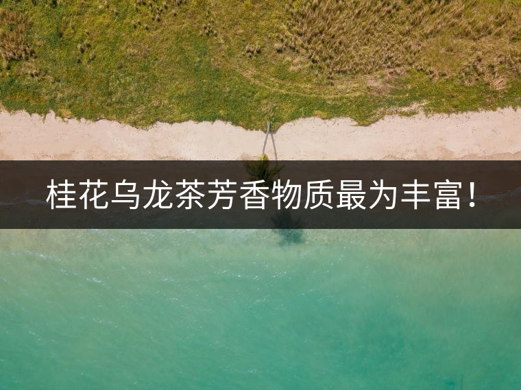 桂花烏龍茶芳香物質(zhì)最為豐富！