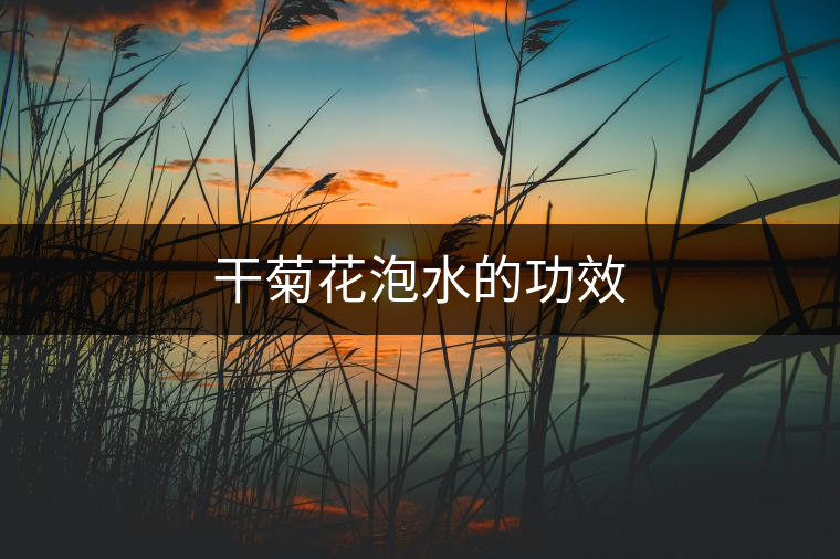 干菊花泡水的功效