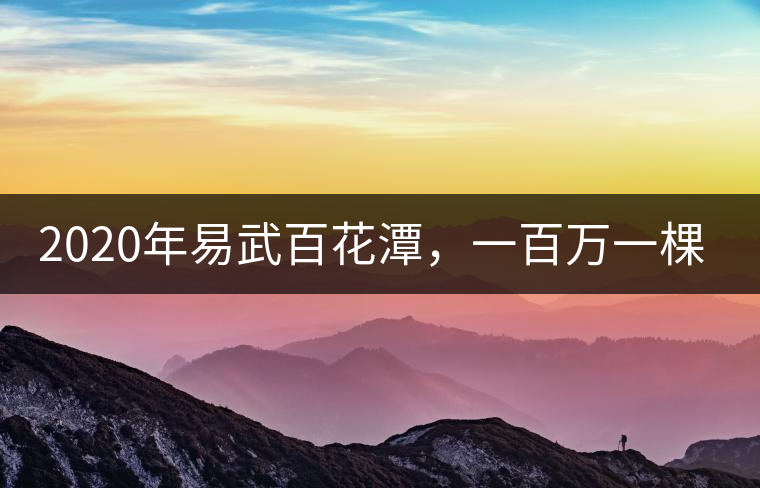 2020年易武百花潭，一百萬(wàn)一棵樹(shù)-易武中聘號(hào)