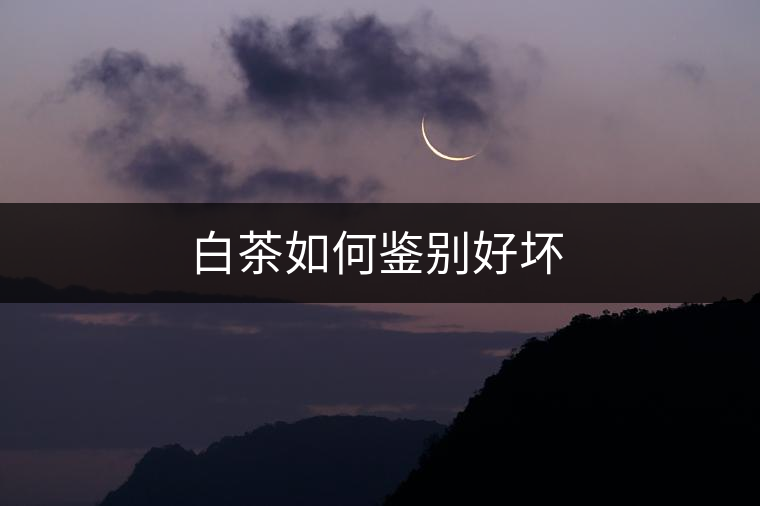 白茶如何鑒別好壞