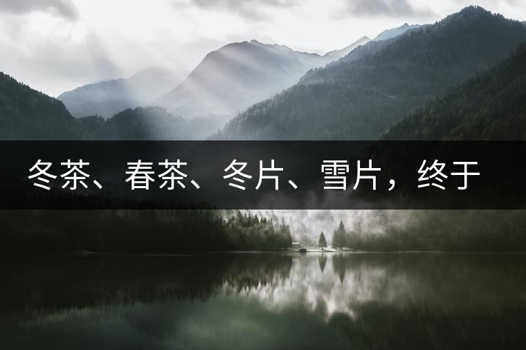 冬茶、春茶、冬片、雪片，終于分清楚了
