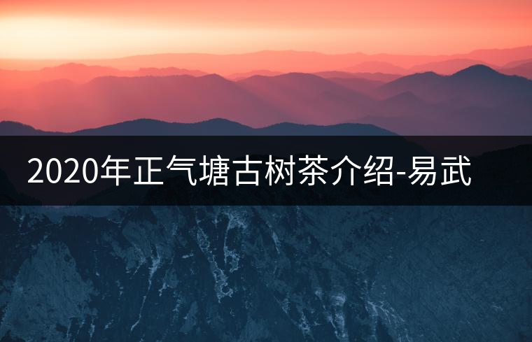 2020年正氣塘古樹(shù)茶介紹-易武中聘號(hào)