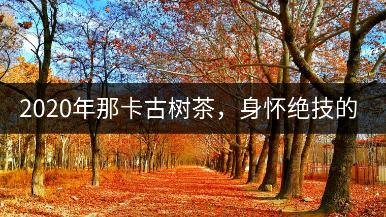 2020年那卡古樹茶，身懷絕技的“小班章” -易武中聘號(hào)