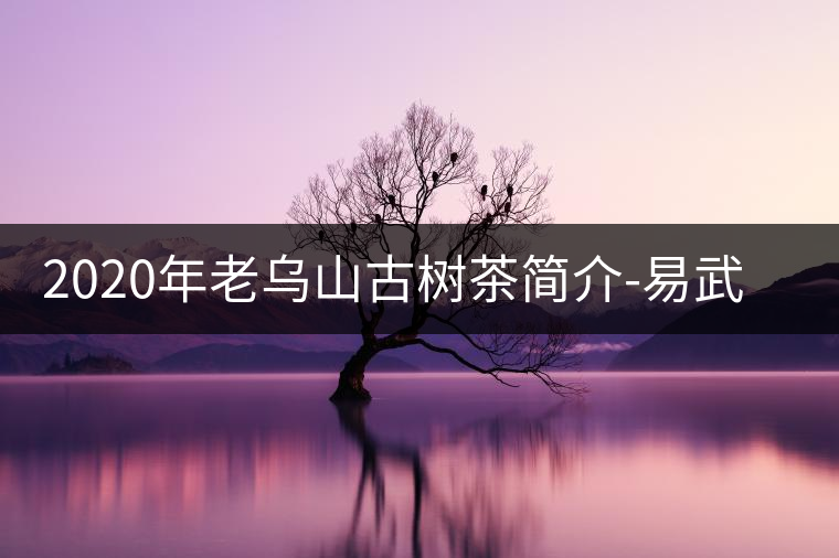 2020年老烏山古樹茶簡介-易武中聘號 2020年老烏山古樹茶簡介-易武中聘號