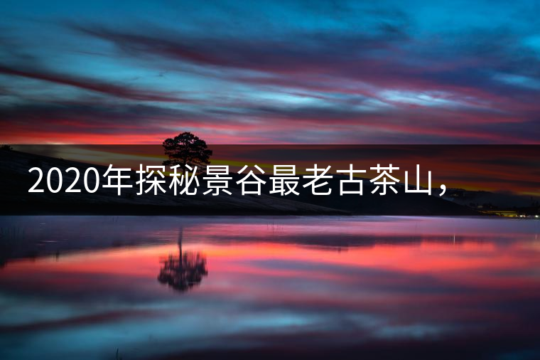 2020年探秘景谷最老古茶山，一個家族的興茶往事-易武中聘號