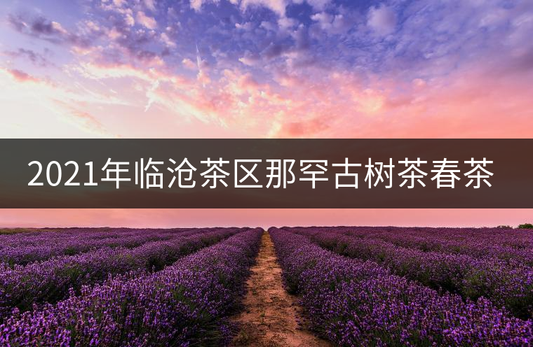 2021年臨滄茶區(qū)那罕古樹茶春茶多少錢一公斤？