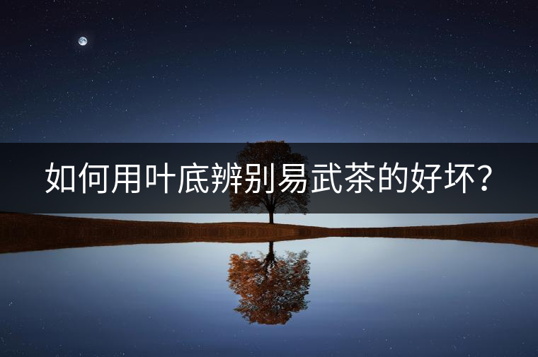 如何用葉底辨別易武茶的好壞？