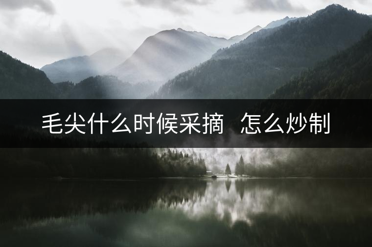 毛尖什么時(shí)候采摘   怎么炒制