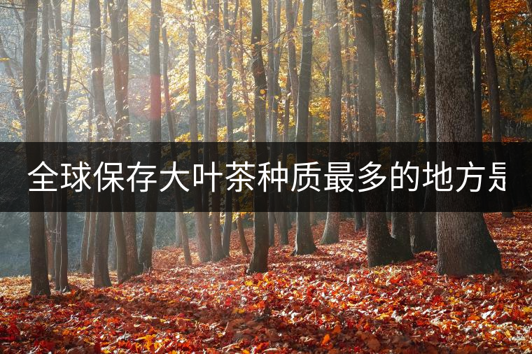 全球保存大葉茶種質最多的地方是哪？