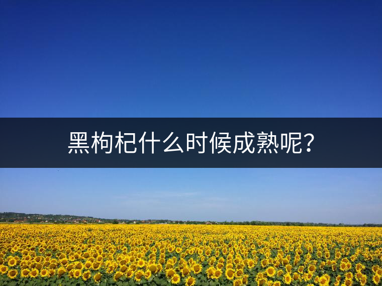 黑枸杞什么時(shí)候成熟呢？