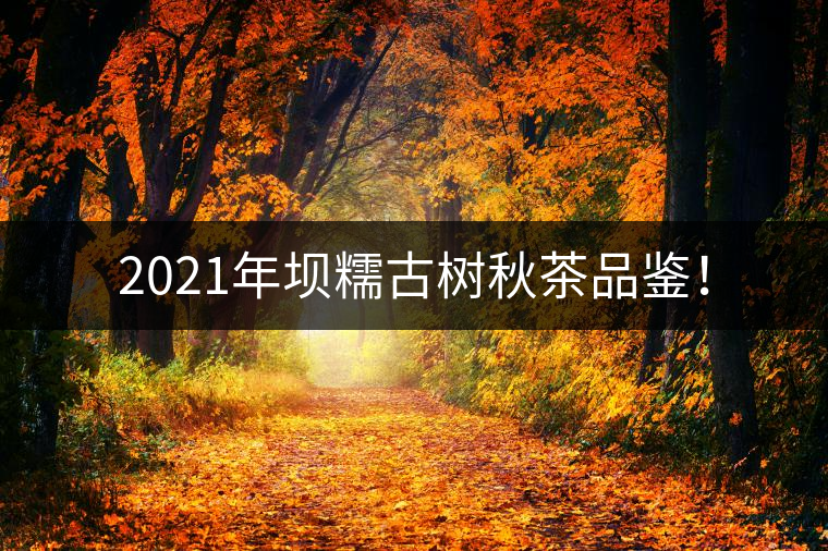 2021年壩糯古樹秋茶品鑒！