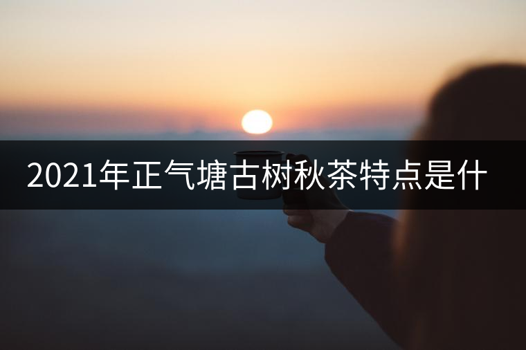 2021年正氣塘古樹秋茶特點(diǎn)是什么？