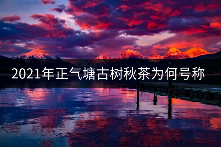 2021年正氣塘古樹秋茶為何號(hào)稱小冰島？