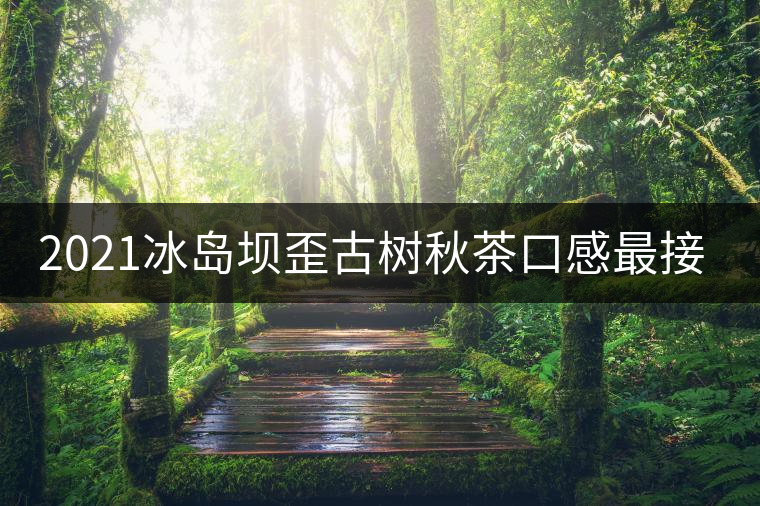 2021冰島壩歪古樹(shù)秋茶口感最接近冰島老寨！