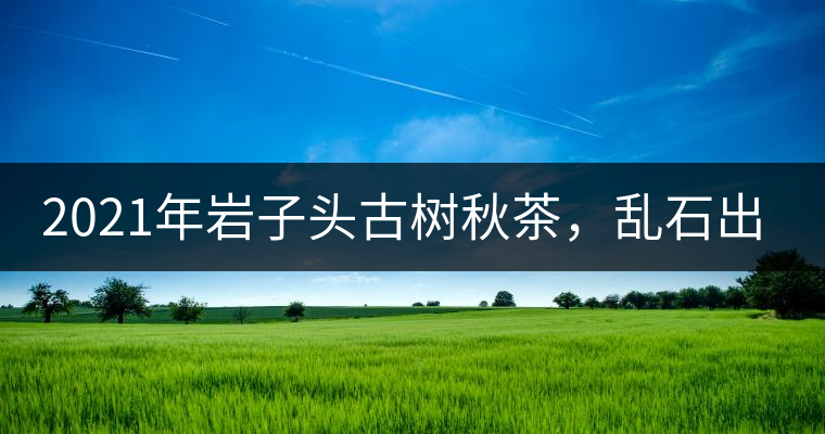 2021年巖子頭古樹(shù)秋茶，亂石出好茶！