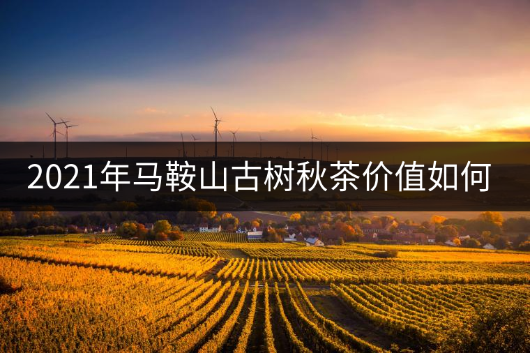 2021年馬鞍山古樹秋茶價值如何？