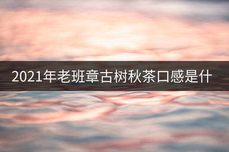 2021年老班章古樹秋茶口感是什么？