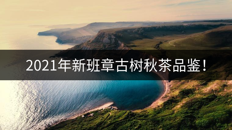 2021年新班章古樹秋茶品鑒！