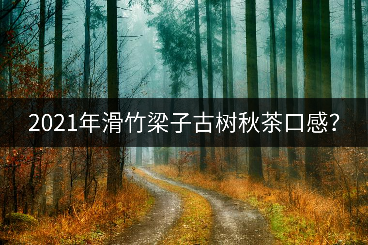 2021年滑竹梁子古樹秋茶口感？