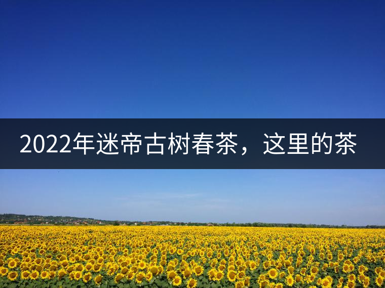 2022年迷帝古樹春茶，這里的茶 皇帝都著迷