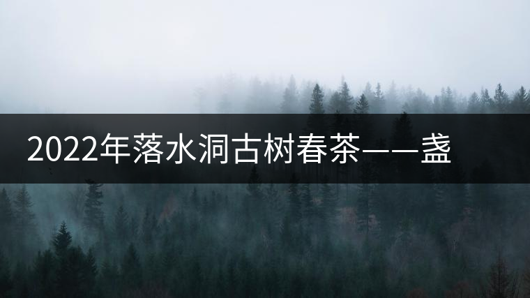 2022年落水洞古樹(shù)春茶——盞盛琥珀光，柔甜入人心