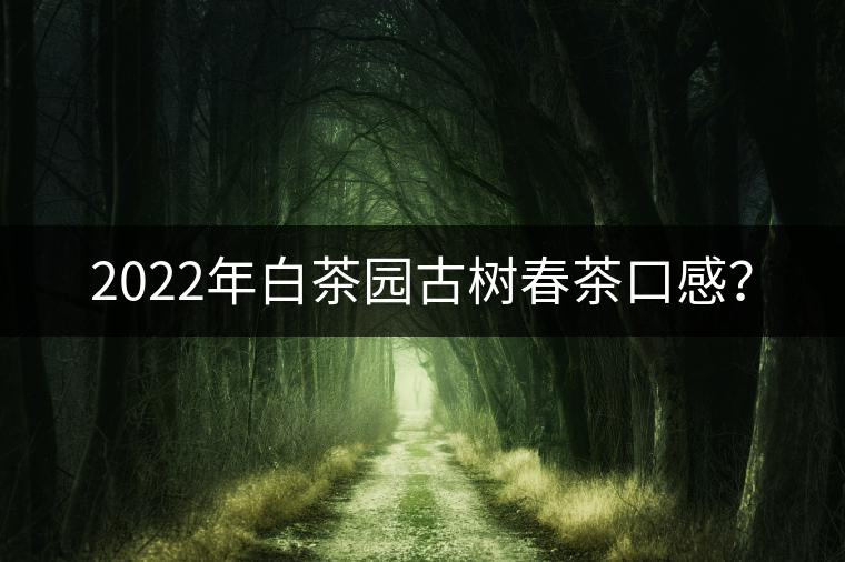 2022年白茶園古樹春茶口感？