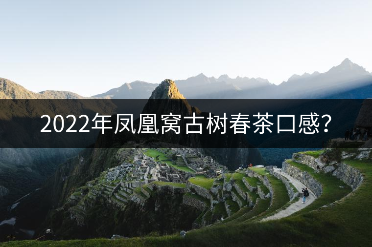 2022年鳳凰窩古樹春茶口感？