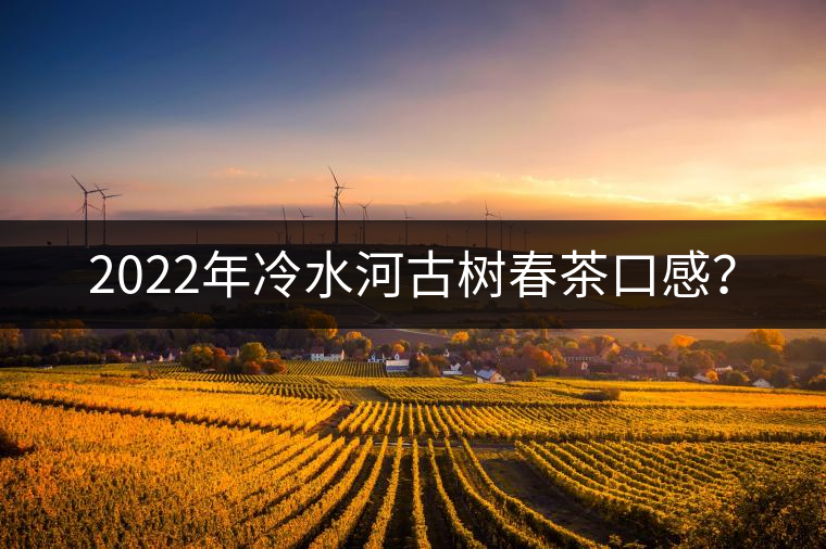 2022年冷水河古樹春茶口感？