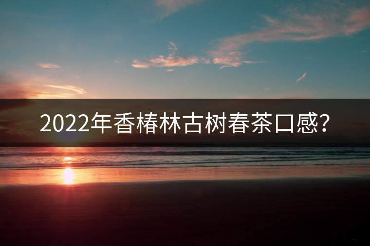 2022年香椿林古樹春茶口感？