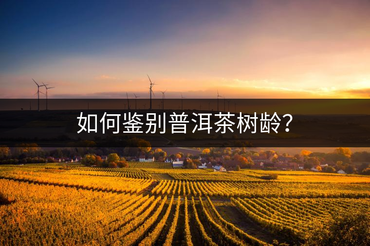 如何鑒別普洱茶樹齡？