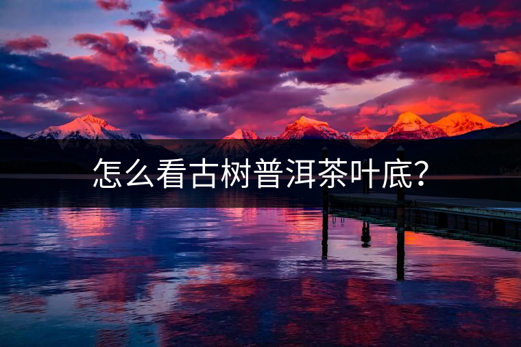 怎么看古樹普洱茶葉底？