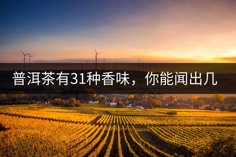 普洱茶有31種香味，你能聞出幾種來?