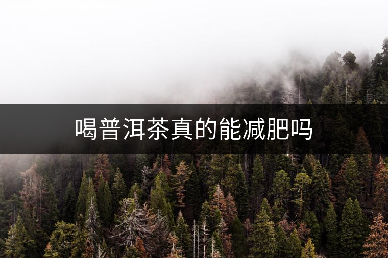 喝普洱茶真的能減肥嗎